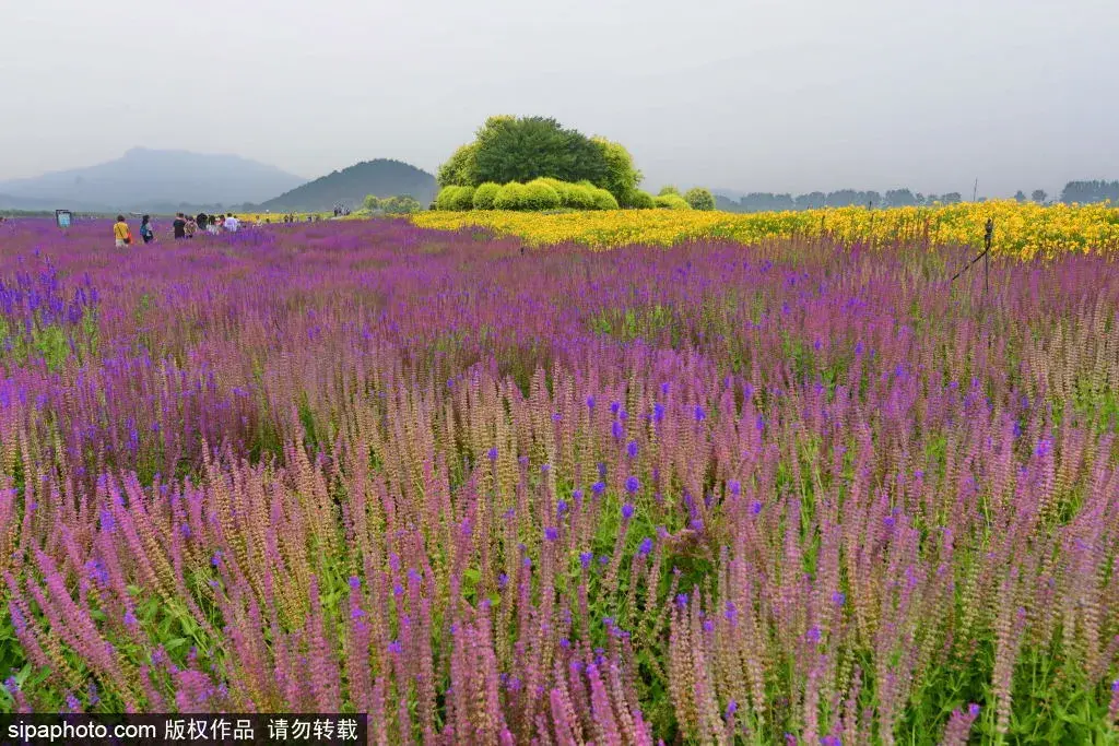 走起！又一波小众免费公园，北京人家门口的避暑好去处，竟藏着千亩花海～  -图5