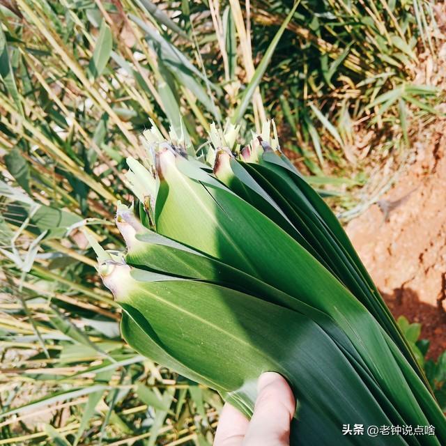 看了这么详细的包粽子教程，从选材料到出粽，还有什么理由说不会  -图4