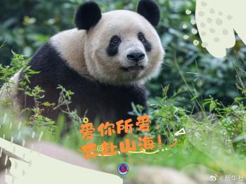 快来收藏！大熊猫超治愈甜美祝福壁纸  -图6