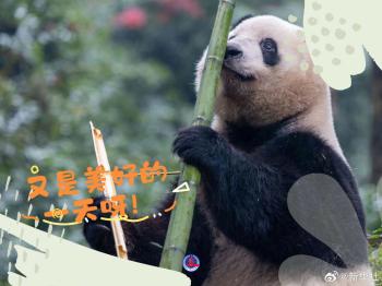 快来收藏！大熊猫超治愈甜美祝福壁纸  -图8