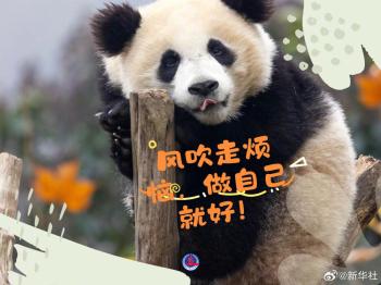 快来收藏！大熊猫超治愈甜美祝福壁纸  -图9