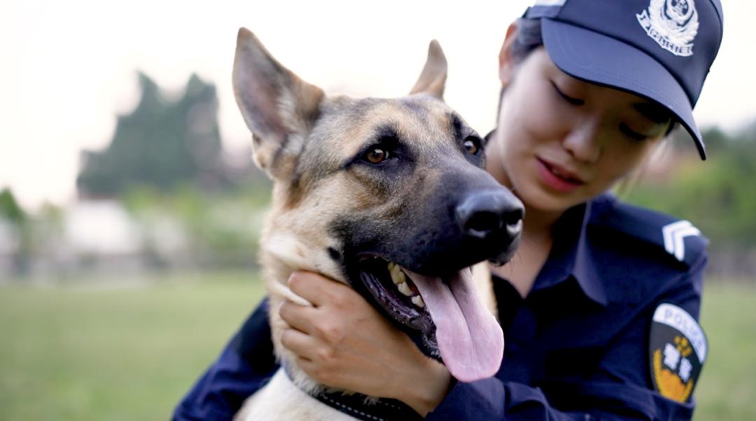 中国警犬界奥运会，时隔六年重启，巅峰对决，哪汪更强？  -图10