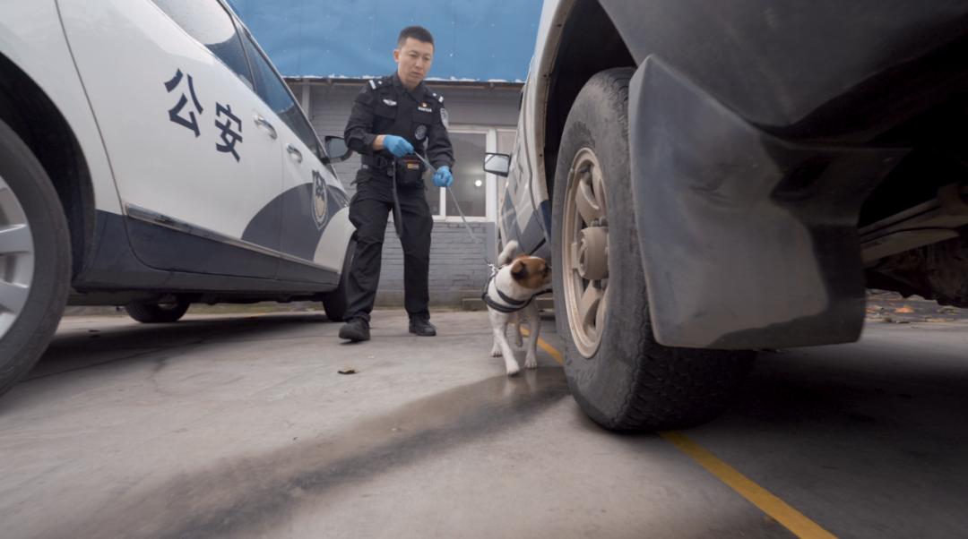 中国警犬界奥运会，时隔六年重启，巅峰对决，哪汪更强？  -图12