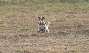 中国警犬界奥运会，时隔六年重启，巅峰对决，哪汪更强？  -图13