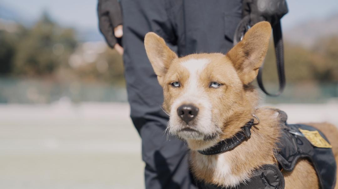 中国警犬界奥运会，时隔六年重启，巅峰对决，哪汪更强？  -图11