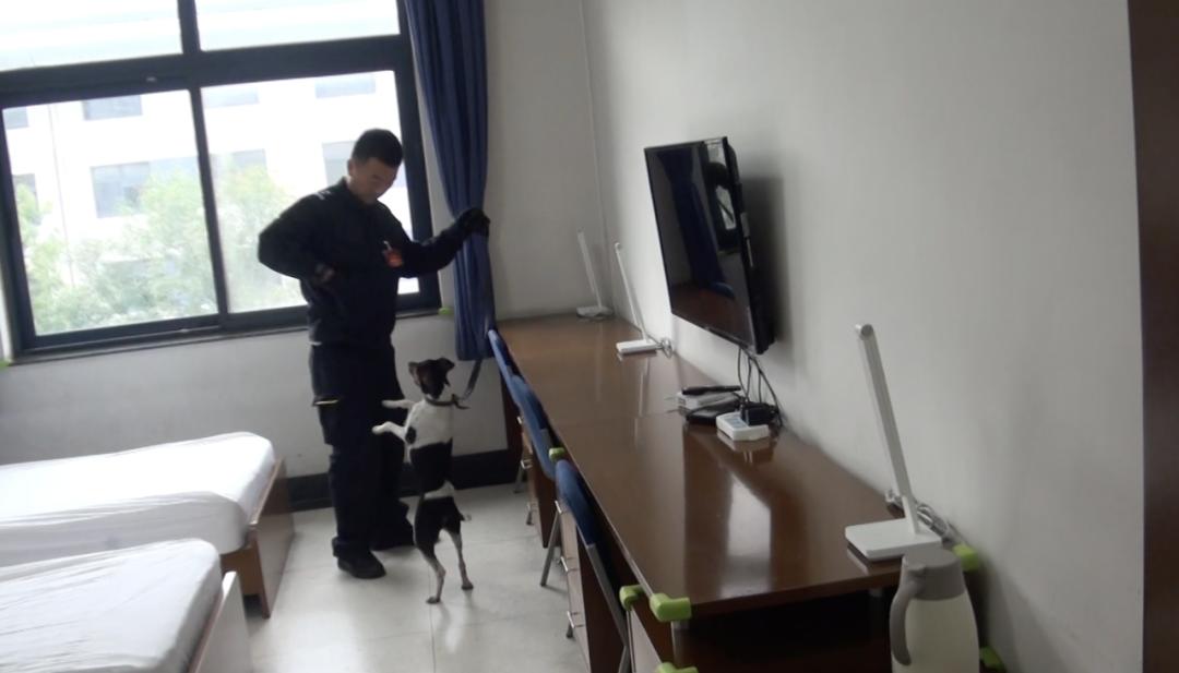 中国警犬界奥运会，时隔六年重启，巅峰对决，哪汪更强？  -图18