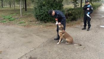 中国警犬界奥运会，时隔六年重启，巅峰对决，哪汪更强？  -图17