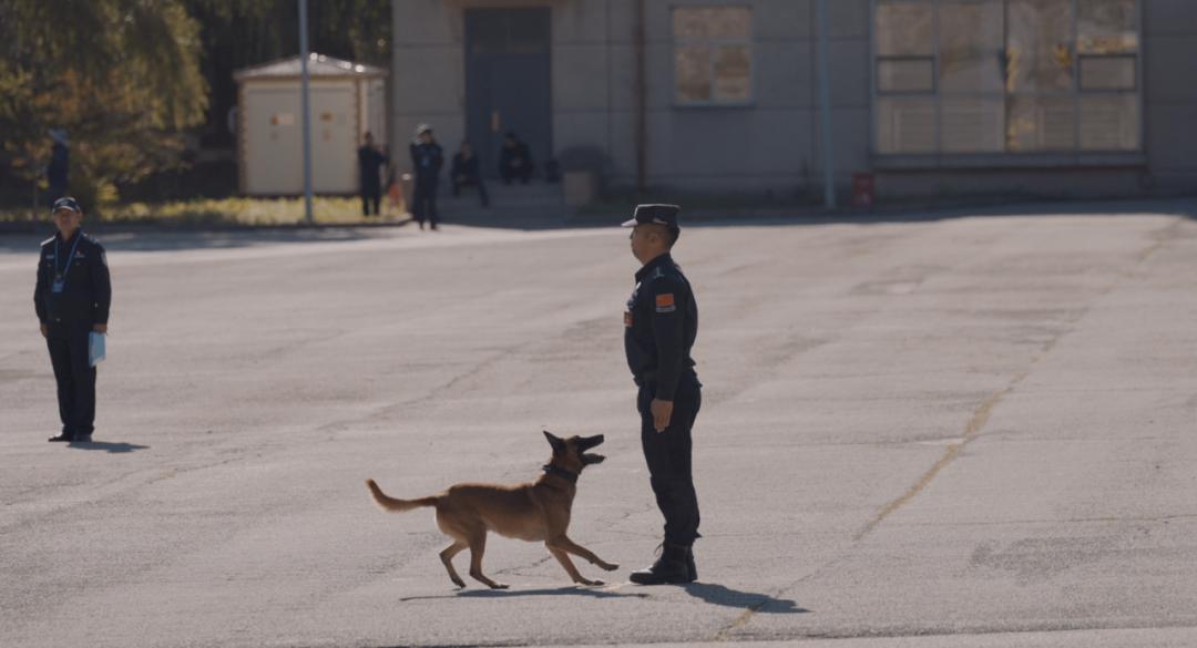 中国警犬界奥运会，时隔六年重启，巅峰对决，哪汪更强？  -图25