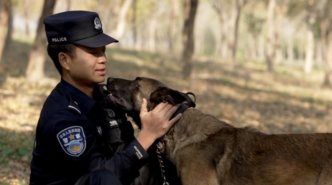 中国警犬界奥运会，时隔六年重启，巅峰对决，哪汪更强？  -图24