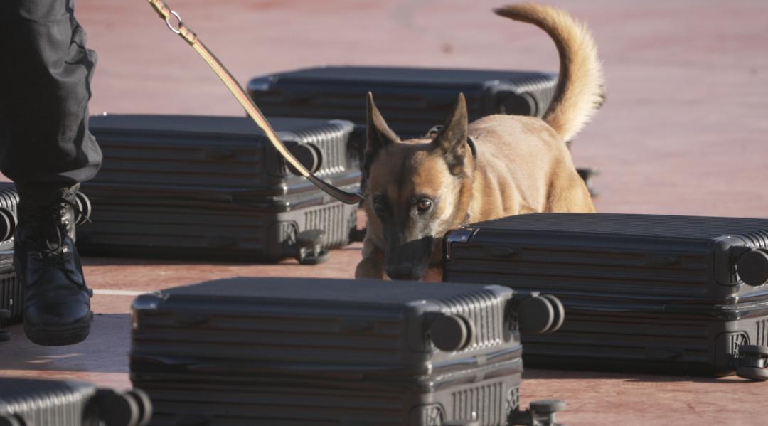 中国警犬界奥运会，时隔六年重启，巅峰对决，哪汪更强？  -图27