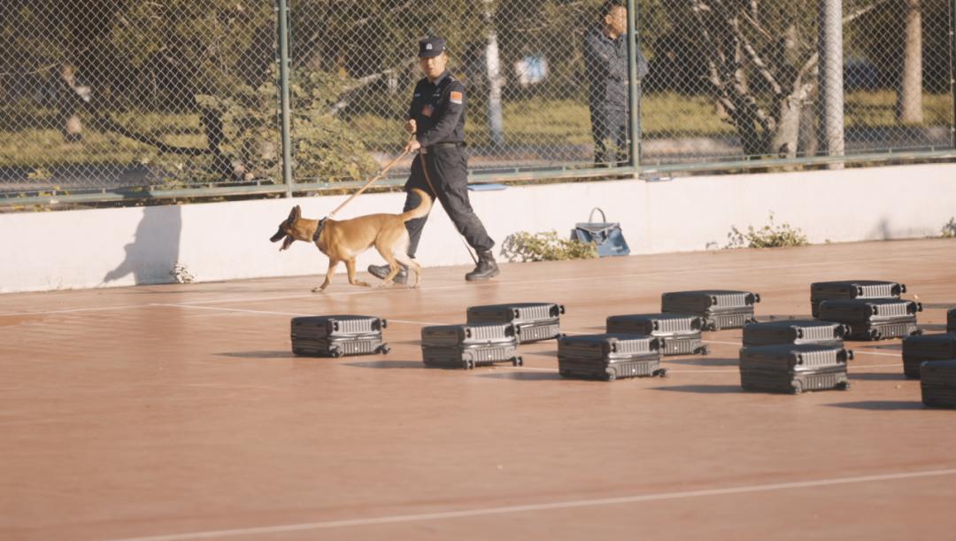 中国警犬界奥运会，时隔六年重启，巅峰对决，哪汪更强？  -图26