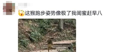 这一刻“撒丫子狂奔”具象化了 黔灵山网红猴跑出表情包  -图2