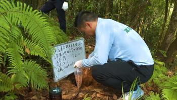 视频｜广东端稳南药“金饭碗”，做强做长道地南药产业链条  -图4